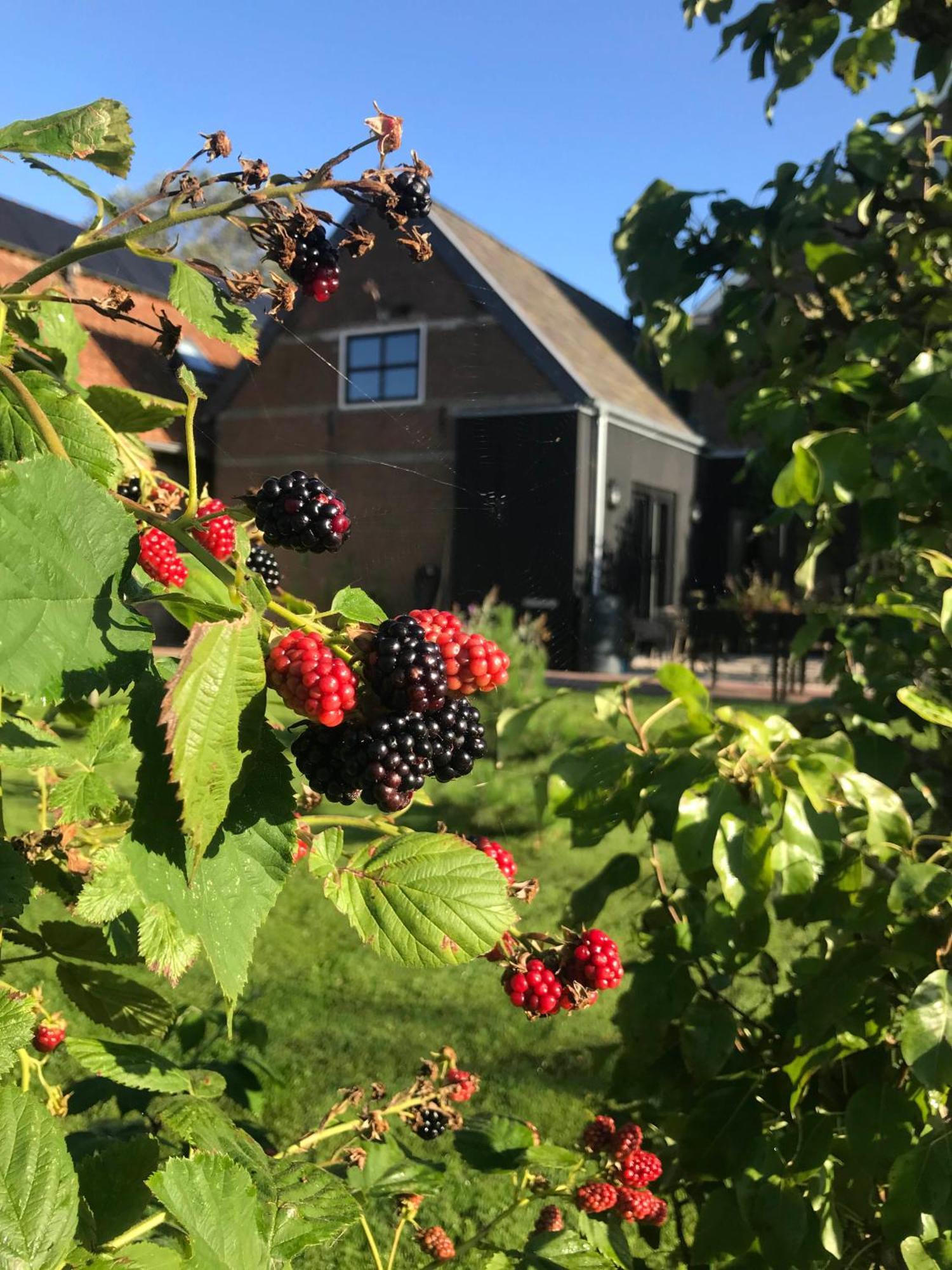 B&B De Pastorie Bij Dokkum Reitsum Kültér fotó