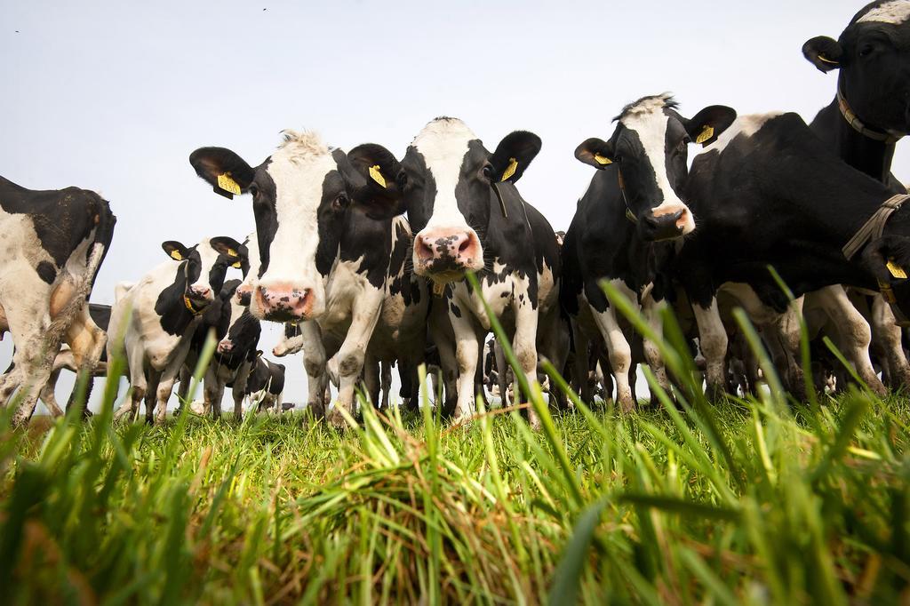 B&B De Pastorie Bij Dokkum Reitsum Kültér fotó