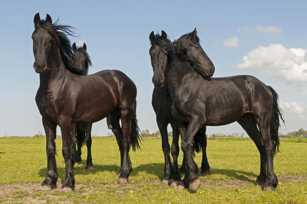 B&B De Pastorie Bij Dokkum Reitsum Kültér fotó